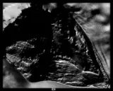 Fragment image 19 (Alternate).